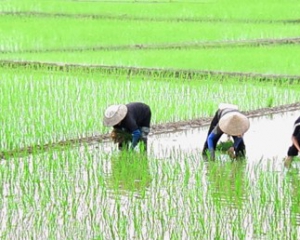 CHƯƠNG TRÌNH VUI CÙNG NÔNG TRẠI HOA LÚA 